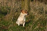 JACK RUSSEL 328